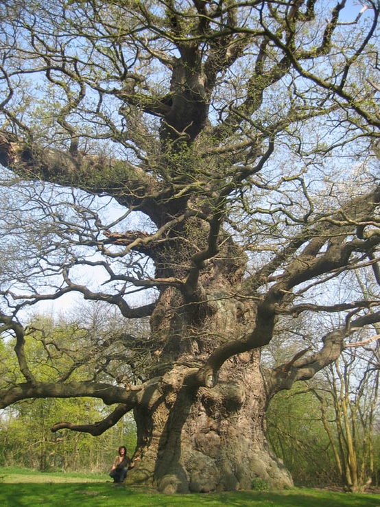 Photo:  'Majesty' The Fredville Oak, Kent, England In Kent